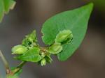 Fallopia cristata (Engelm. & A. Gray) Holub