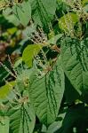 Reynoutria japonica Houttuyn var. japonica