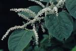 Reynoutria japonica Houttuyn var. japonica