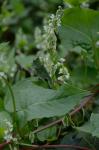Fallopia scandens (L.) Holub