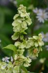Fallopia scandens (L.) Holub