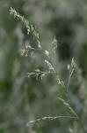Lolium arundinaceum (Schreb.) Darbysh.