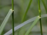 Lolium arundinaceum (Schreb.) Darbysh.