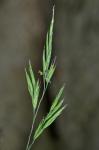Festuca rubra L.