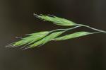 Festuca rubra L.