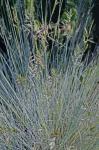 Festuca trachyphylla (Hackell) Krajina