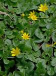 Ficaria verna Hudson