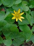 Ficaria verna Hudson