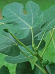 Ficus carica L.