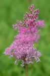 Filipendula rubra (Hill) B.L. Robins.