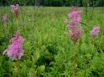 Filipendula rubra (Hill) B.L. Robins.