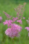 Filipendula rubra (Hill) B.L. Robins.