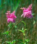 Filipendula rubra (Hill) B.L. Robins.