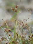 Fimbristylis annua (Allioni) R. & S.