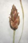 Fimbristylis annua (Allioni) R. & S.