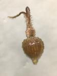 Fimbristylis annua (Allioni) R. & S.