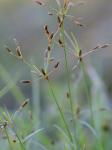 Fimbristylis autumnalis (L.) R. & S.