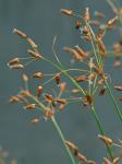 Fimbristylis caroliniana (Lam.) Fern.