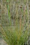 Fimbristylis castanea (Michx.) Vahl