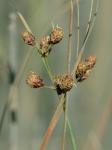 Fimbristylis castanea (Michx.) Vahl