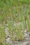 Fimbristylis littoralis Gaudichaud-Beaupré