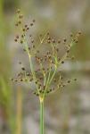 Fimbristylis littoralis Gaudichaud-Beaupré