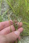 Fimbristylis littoralis Gaudichaud-Beaupré