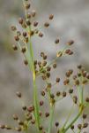 Fimbristylis littoralis Gaudichaud-Beaupré
