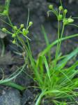 Fimbristylis perpusilla Harper ex Small & Britt.