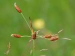 Fimbristylis puberula (Michx.) Vahl