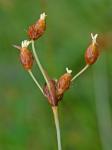 Fimbristylis puberula (Michx.) Vahl