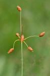 Fimbristylis puberula (Michx.) Vahl