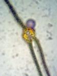 Fissidens adianthoides Hedwig