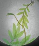 Fissidens bryoides Hedwig