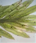 Fissidens bryoides Hedwig