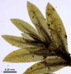 Fissidens bryoides Hedwig
