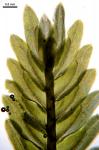 Fissidens dubius P. Beauv.