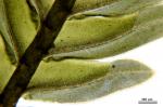 Fissidens dubius P. Beauv.