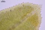 Fissidens dubius P. Beauv.