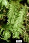 Fissidens dubius P. Beauv.