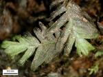 Fissidens fontanus (Bach. Pyl.) Steud.