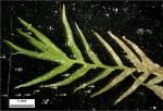 Fissidens fontanus (Bach. Pyl.) Steud.