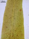 Fissidens fontanus (Bach. Pyl.) Steud.