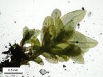 Fissidens obtusifolius Wilson