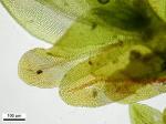 Fissidens obtusifolius Wilson