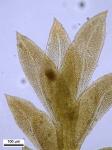 Fissidens obtusifolius Wilson