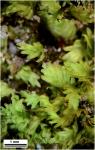 Fissidens osmundioides Hedwig