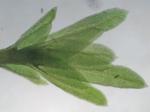 Fissidens subbasilaris Hedwig