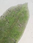 Fissidens subbasilaris Hedwig