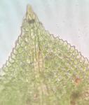 Fissidens taxifolius Hedwig